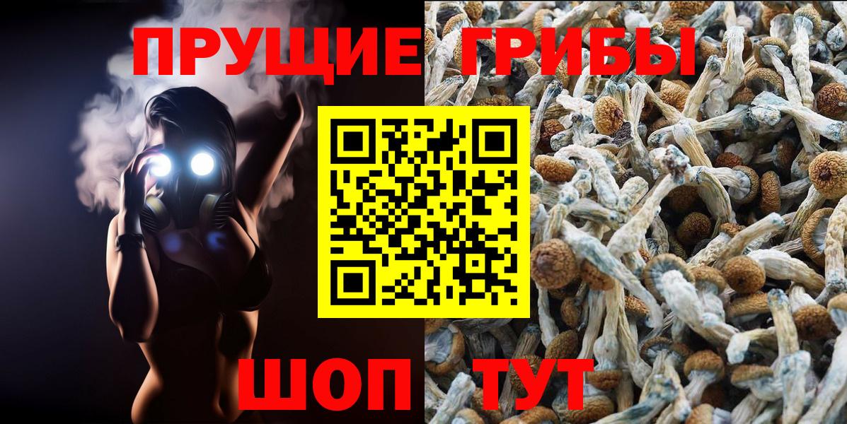 Псилоцибиновые грибы Cubensis Губкинский
